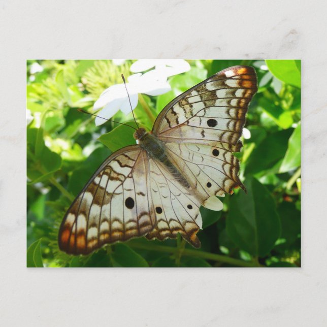 Carte Postale Papillon sur Jasmine Tropical Nature Photographie (Devant)
