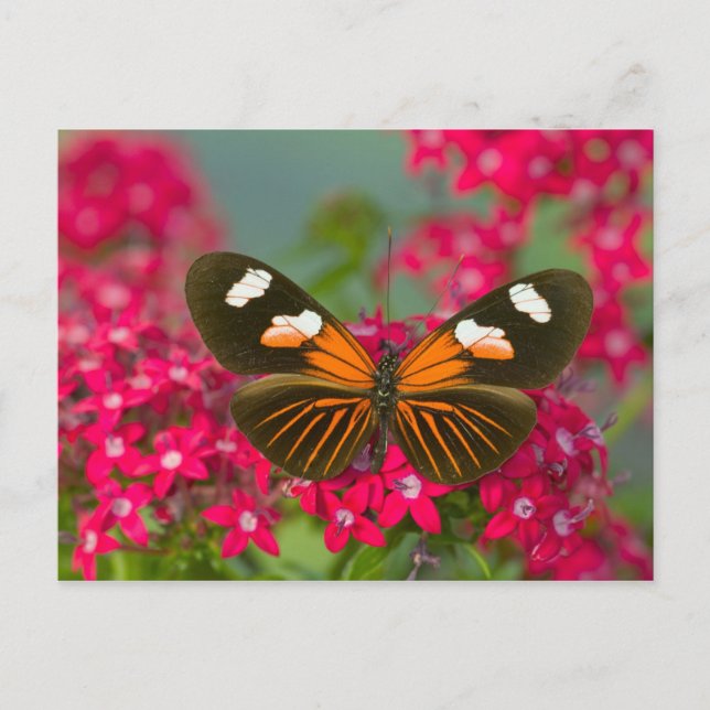 Carte Postale Papillon sur les fleurs roses (Devant)