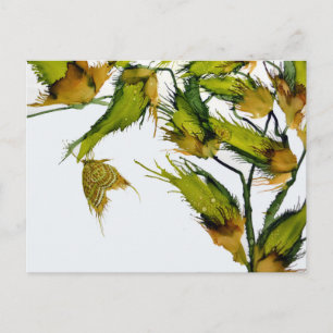 Carte postale "Papillon sur Milkweed"