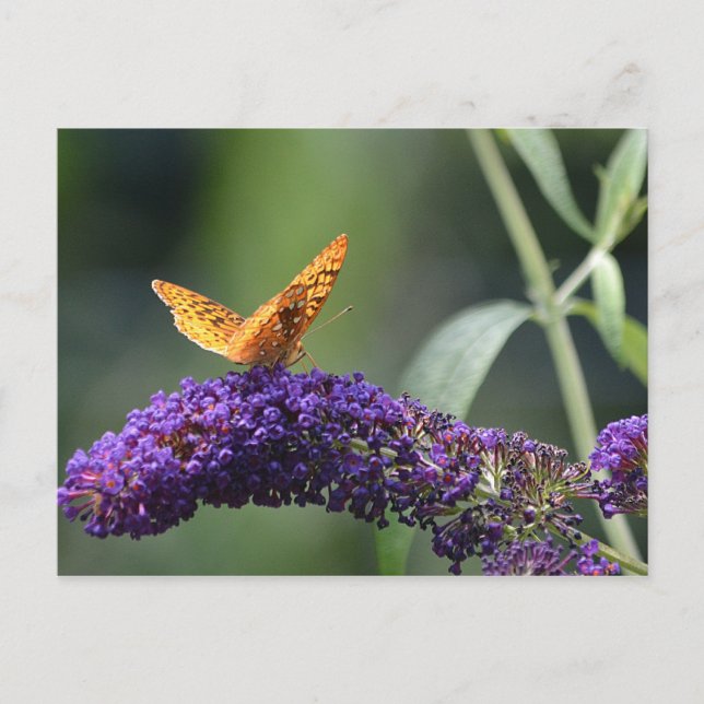 Carte Postale Papillon sur papillon Bush fleuron (Devant)