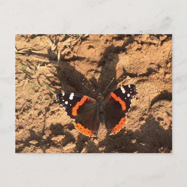 Carte Postale papillon sur terre (Devant)