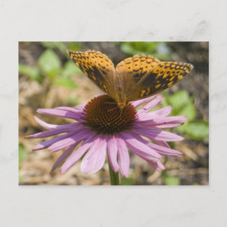 Carte Postale Papillon sur un confleur pourpre