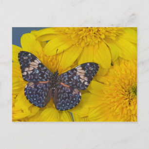 Carte Postale Papillon sur une Fleur Jaune