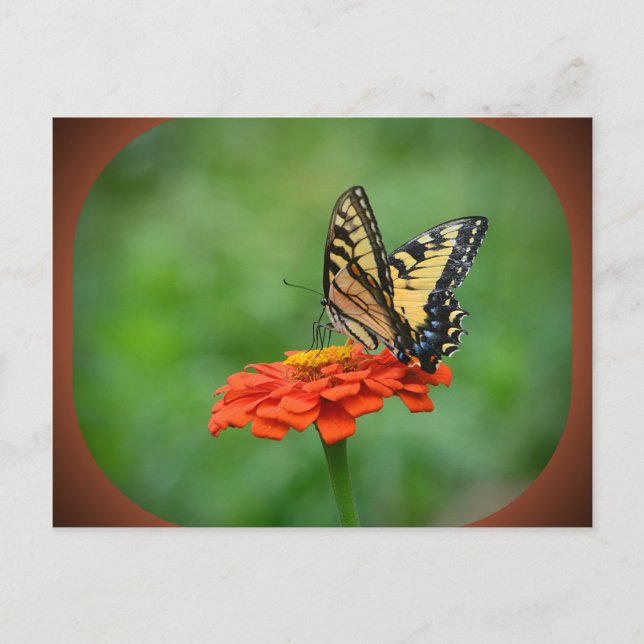 Carte postale Papillon sur Zinnia (Devant)