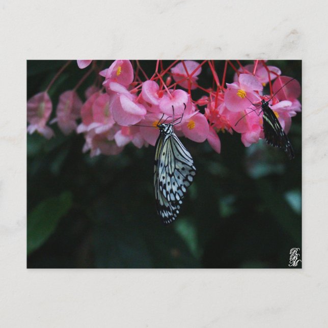 Carte Postale Papillon suspendu aux fleurs (Devant)