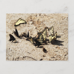 Carte Postale Papillon Swallowtail