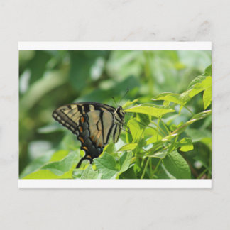 Carte Postale Papillon Swallowtail