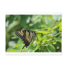 Papillon Swallowtail