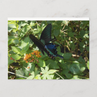 Carte Postale Papillon Swallowtail
