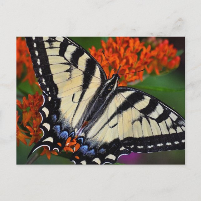 Carte Postale Papillon Swallowtail (Devant)