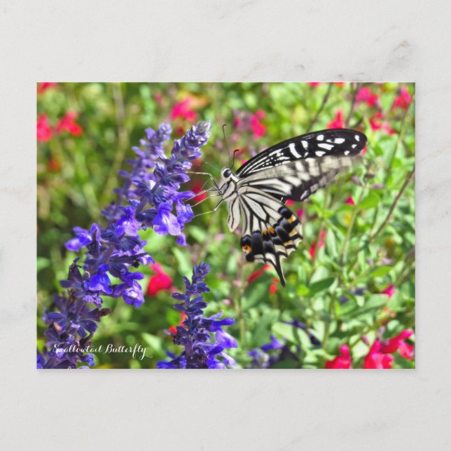 Carte Postale Papillon Swallowtail [Carte postale] (Devant)