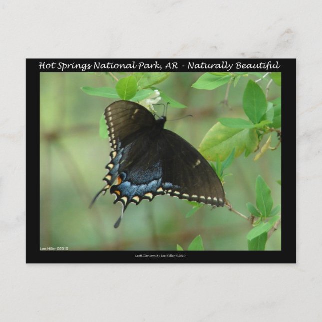 Carte Postale Papillon swallowtail du Parc national de Hot Sprin (Devant)