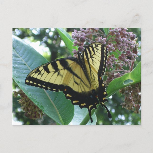 Carte Postale Papillon swallowtail I sur l'asclépiade à Shenando (Devant)