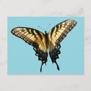 Carte Postale Papillon Swallowtail III Belle Photo Colorée