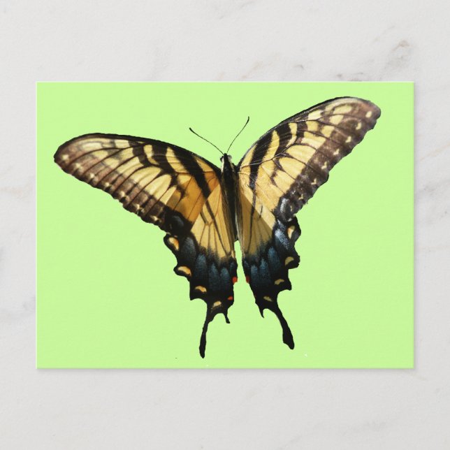 Carte Postale Papillon Swallowtail III Belle photo colorée (Devant)