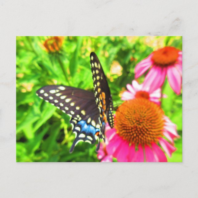 Carte Postale Papillon swallowtail noir sur fleurs d'échinacée r (Devant)