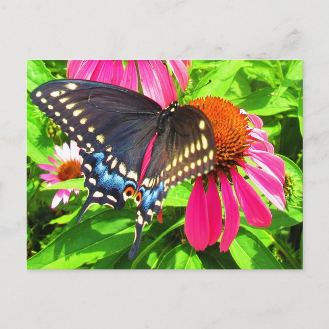 Carte Postale Papillon swallowtail noir sur fleurs d'échinacée r (Devant)