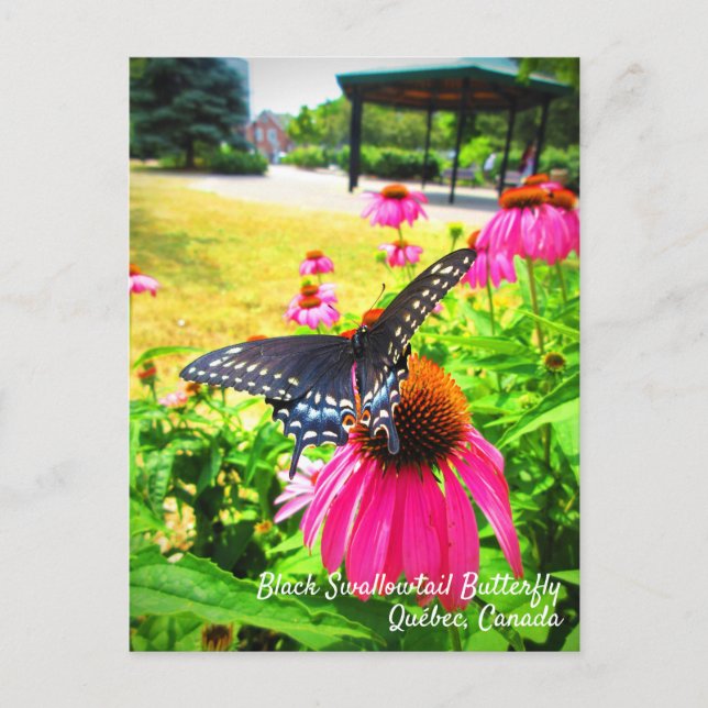 Carte Postale Papillon swallowtail noir sur fleurs d'échinacée r (Devant)
