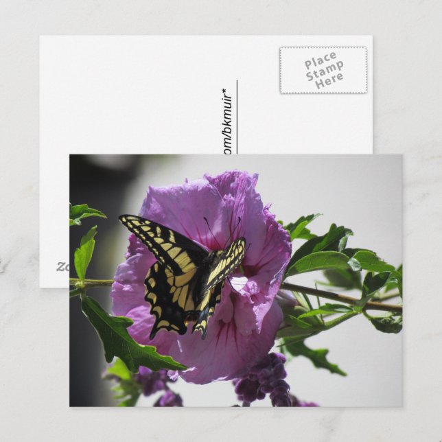 Carte postale - Papillon Swallowtail sur Blossom (Devant / Derrière)