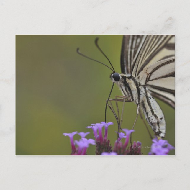 Carte Postale Papillon Swallowtail sur fleur, Chiba (Devant)