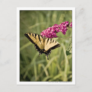 Carte Postale Papillon Swallowtail sur papillon Bush photo