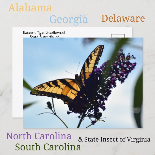 Carte Postale Papillon Swallowtail tigré de l'Est Photographique (Créateur téléchargé)
