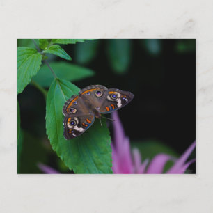 Carte Postale Papillon tacheté