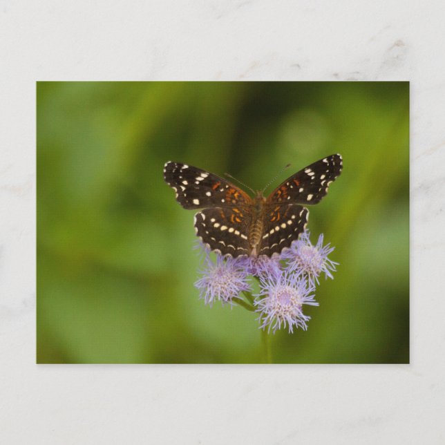 Carte Postale Papillon texan croissant (Devant)