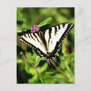 Carte Postale Papillon Tiger Swallowtail. Papilio glacus.