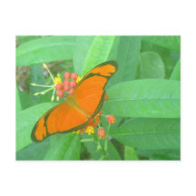 Papillon tropical Julia Orange