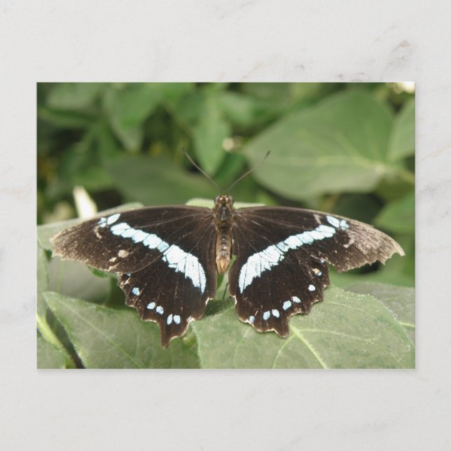 Carte postale Papillon tropical noir et blanc (Devant)