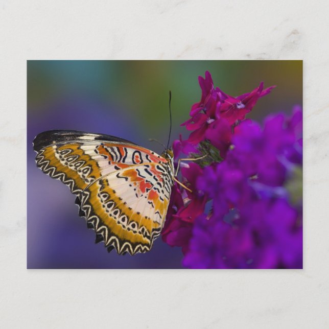 Carte Postale Papillon Tropical sur Fleurs Violettes (Devant)
