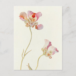 Carte Postale Papillon Tulip par Margaret Armstrong