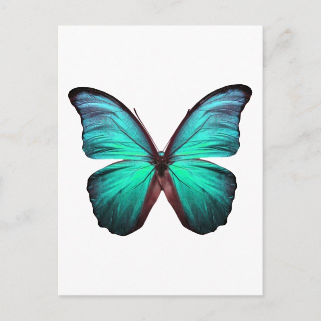 Carte Postale Papillon Turquoise brillant (Devant)