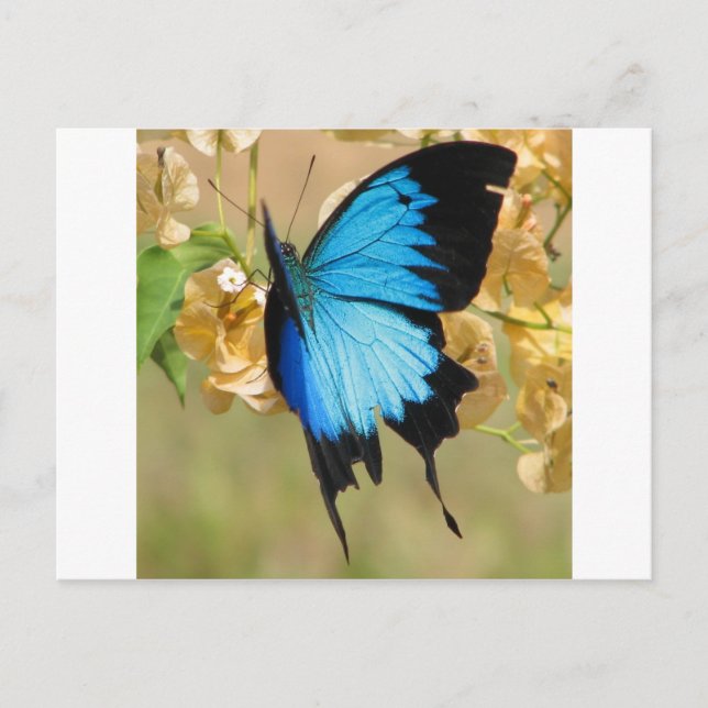 Carte Postale Papillon Ulysse (Devant)