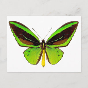 Carte Postale Papillon vert brillant