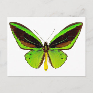 Carte Postale Papillon vert brillant
