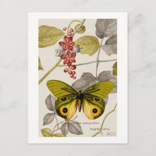 Carte Postale Papillon vert partiellement coloré et fleuri