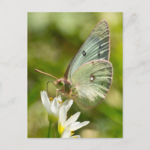Carte Postale Papillon Vert sur Fausse Ail Parure et Cadeaux