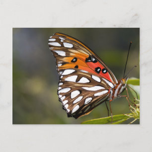 Carte postale Papillon Viceroy