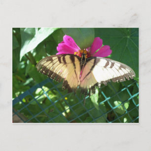 Carte Postale Papillon Viceroy, 1