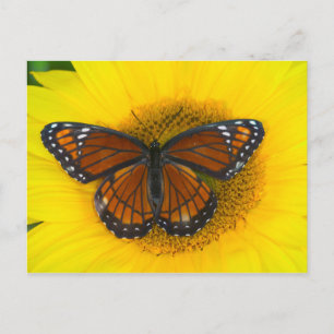 Carte Postale Papillon Viceroy   Limenitis Archippus
