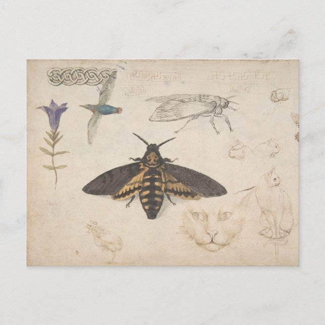 Carte postale papillon vintage (Devant)