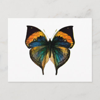 Carte Postale Papillon vintage - 1800's Antique Butterfly Litho
