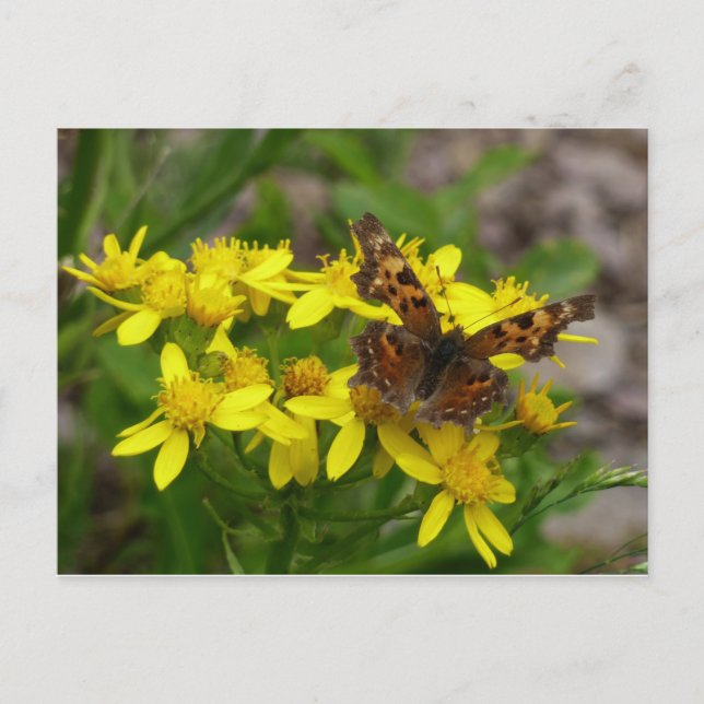 Carte Postale Papillon virgule dans le parc national de Glacier (Devant)