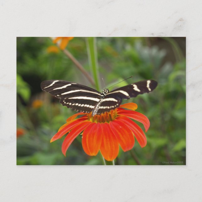 Carte postale papillon Zebra (Devant)