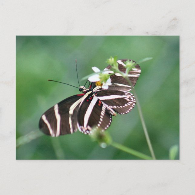 Carte postale Papillon Zebra Longwing (Devant)