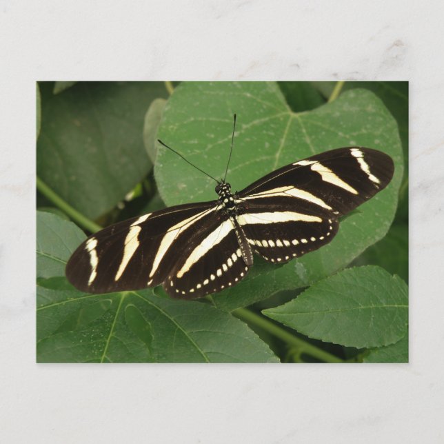 Carte postale Papillon Zebra Longwing (Devant)