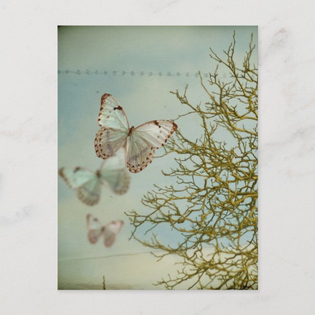 Carte postale Papillons (Devant)