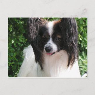 Carte Postale Papillons
